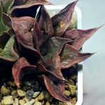 Haworthia Picta hybrid variegated - 6