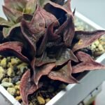 Haworthia Picta hybrid variegated - 7