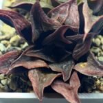 Haworthia Picta hybrid variegated - 8