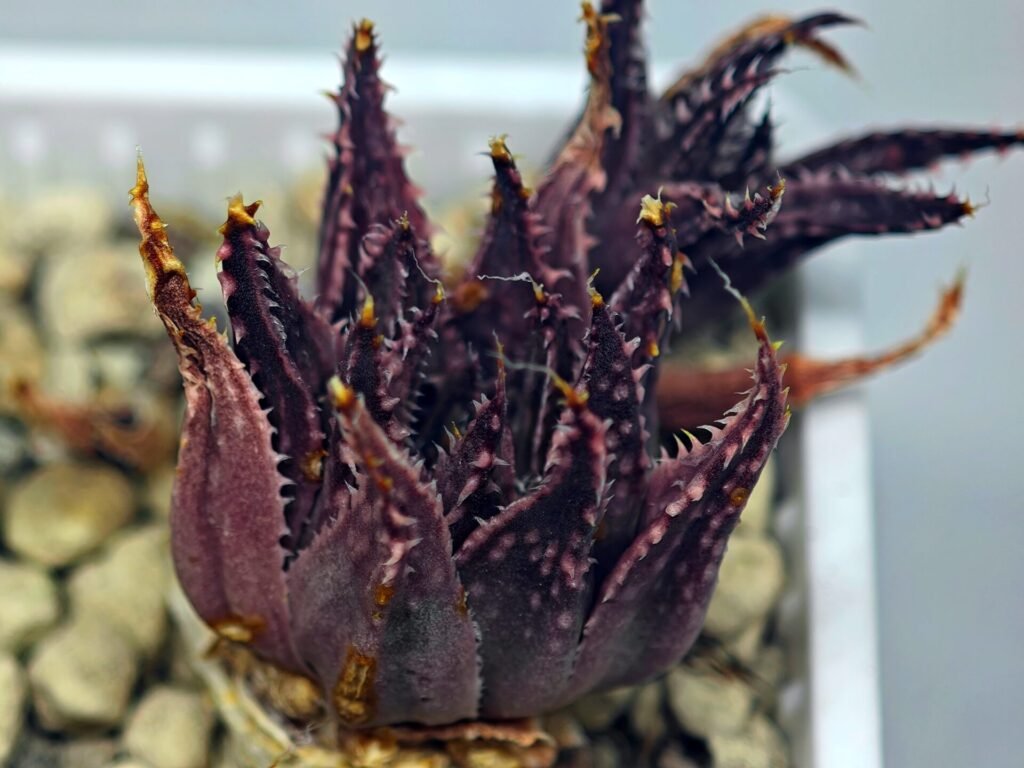 Haworthia Gutatta, Offset 3, Rooted, 4cm