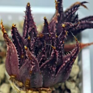 Haworthia Gutatta, Offset 3, Rooted, 4cm