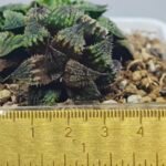 Haworthia mirabilis v. splendens ‘Shyoki’ [창희(昌稀)] - 2