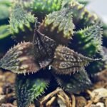Haworthia mirabilis v. splendens ‘Shyoki’ [창희(昌稀)] - 3