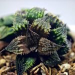 Haworthia mirabilis v. splendens ‘Shyoki’ [창희(昌稀)] - 4