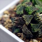 Haworthia mirabilis v. splendens ‘Shyoki’ [창희(昌稀)] - 5