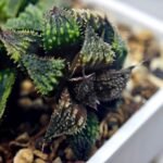 Haworthia mirabilis v. splendens ‘Shyoki’ [창희(昌稀)] - 6