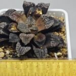 Haworthia Blue Diamond [ブルー・ダイヤモンド] - 1
