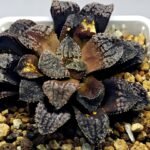Haworthia Blue Diamond [ブルー・ダイヤモンド] - 2