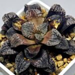Haworthia Blue Diamond [ブルー・ダイヤモンド] - 3