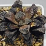 Haworthia Blue Diamond [ブルー・ダイヤモンド] - 4