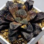 Haworthia Blue Diamond [ブルー・ダイヤモンド] - 5