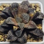 Haworthia Blue Diamond [ブルー・ダイヤモンド] - 6