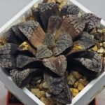 Haworthia Blue Diamond [ブルー・ダイヤモンド] - 7