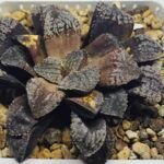 Haworthia Blue Diamond [ブルー・ダイヤモンド] - 8