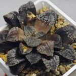 Haworthia Blue Diamond [ブルー・ダイヤモンド] - 9