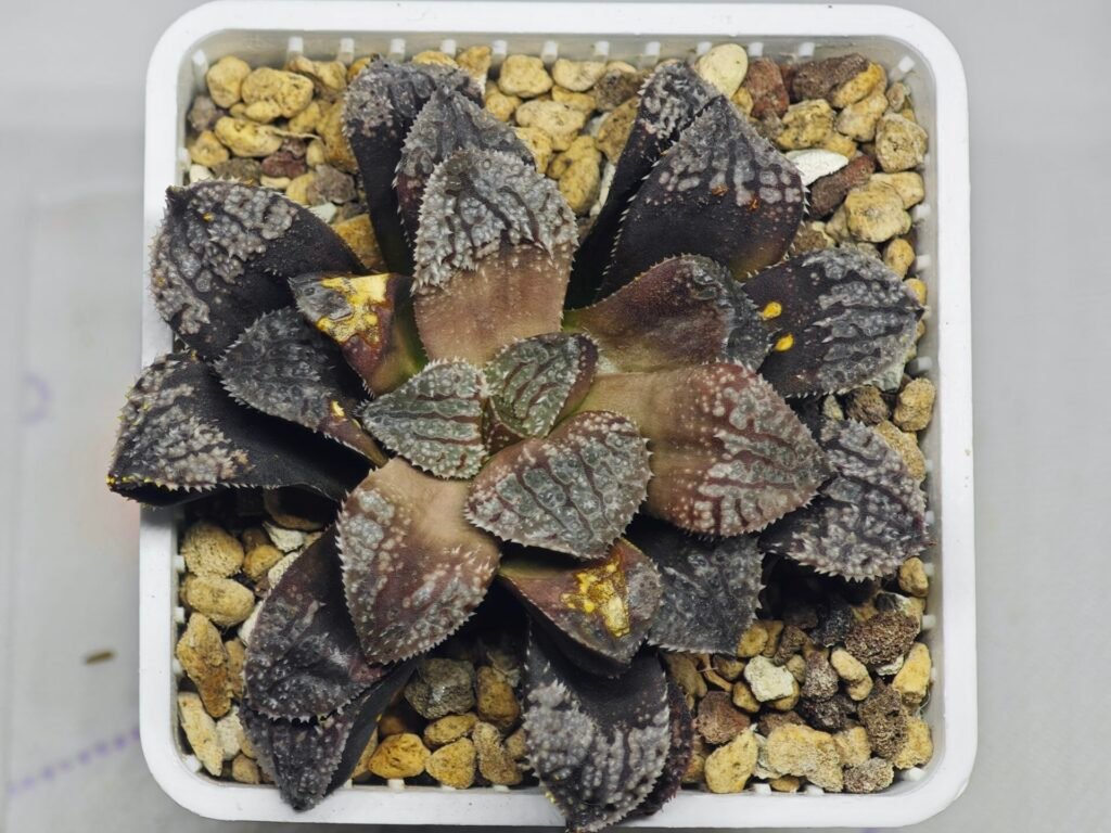 Haworthia Blue Diamond [ブルー・ダイヤモンド] - 10