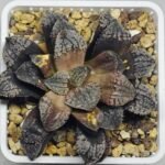 Haworthia Blue Diamond [ブルー・ダイヤモンド] - 10