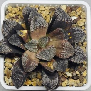 Haworthia Blue Diamond [ブルー・ダイヤモンド] - 10
