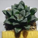 Haworthia ’Wolf ball KN1’ ’Silver mutica’x’White wolf’ - 1
