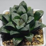Haworthia ’Wolf ball KN1’ ’Silver mutica’x’White wolf’ - 2