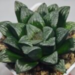 Haworthia ’Wolf ball KN1’ ’Silver mutica’x’White wolf’ - 3