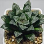 Haworthia ’Wolf ball KN1’ ’Silver mutica’x’White wolf’ - 4