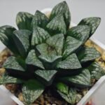 Haworthia ’Wolf ball KN1’ ’Silver mutica’x’White wolf’ - 5