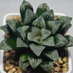 Haworthia ’Wolf ball KN1’ ’Silver mutica’x’White wolf’ - 6