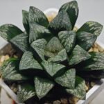 Haworthia ’Wolf ball KN1’ ’Silver mutica’x’White wolf’ - 7