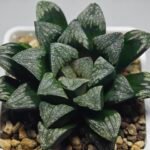 Haworthia ’Wolf ball KN1’ ’Silver mutica’x’White wolf’ - 8