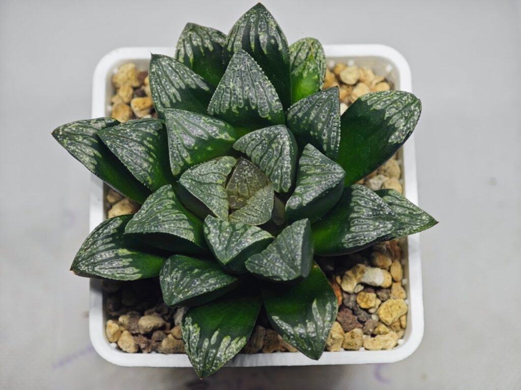 Haworthia ’Wolf ball KN1’ ’Silver mutica’x’White wolf’ - 9