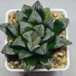 Haworthia ’Wolf ball KN1’ ’Silver mutica’x’White wolf’ - 9