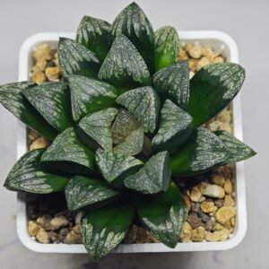 Haworthia ’Wolf ball KN1’ ’Silver mutica’x’White wolf’ - 9