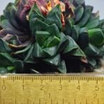 Haworthia retusa cv “MULINO” 7N8A non-variegated offset 1 from Variegated mother - 1