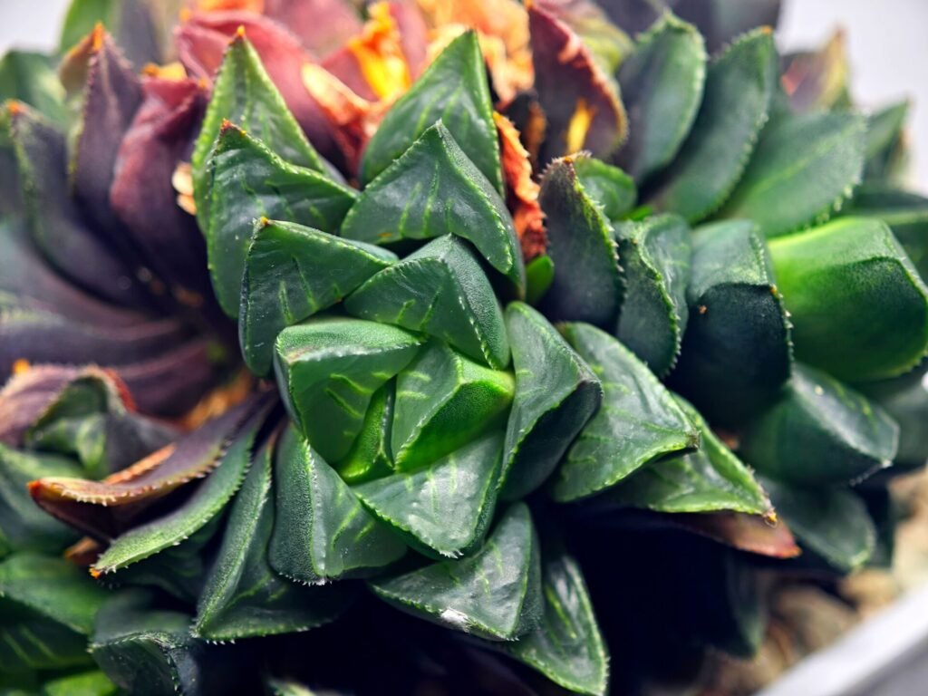 Home 1 Haworthia retusa cv “MULINO” 7N8A non-variegated offset 1 from Variegated mother - 2