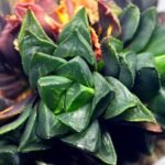 Haworthia retusa cv “MULINO” 7N8A non-variegated offset 1 from Variegated mother - 2