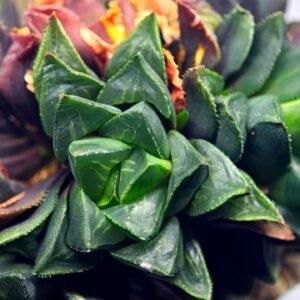 Haworthia retusa cv “MULINO” 7N8A non-variegated offset 1 from Variegated mother - 2