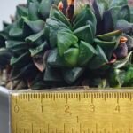 Haworthia retusa cv “MULINO” 7N8A non-variegated offset 2 - 1