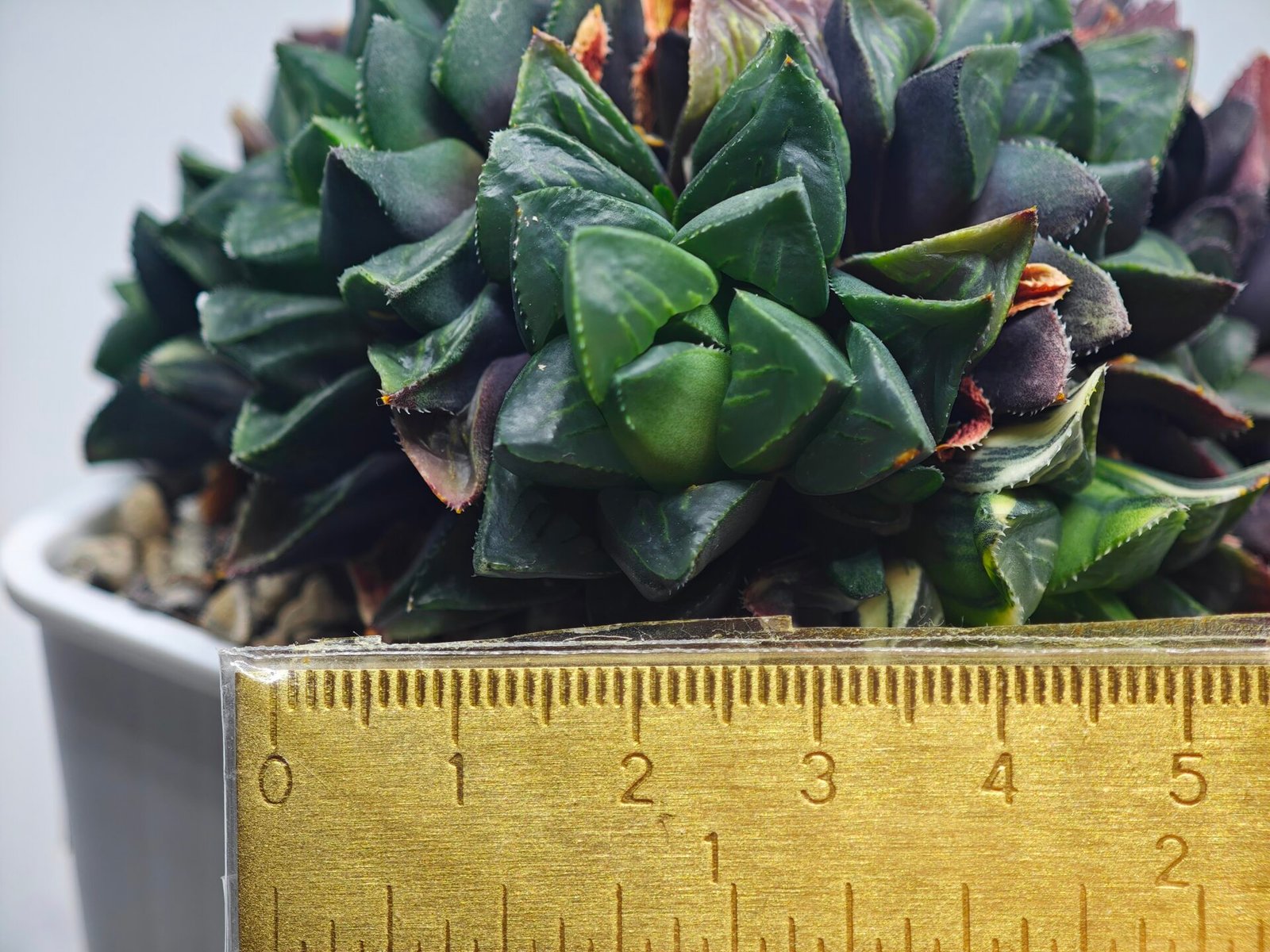 Haworthia retusa cv “MULINO” 7N8A non-variegated offset 2 - 1