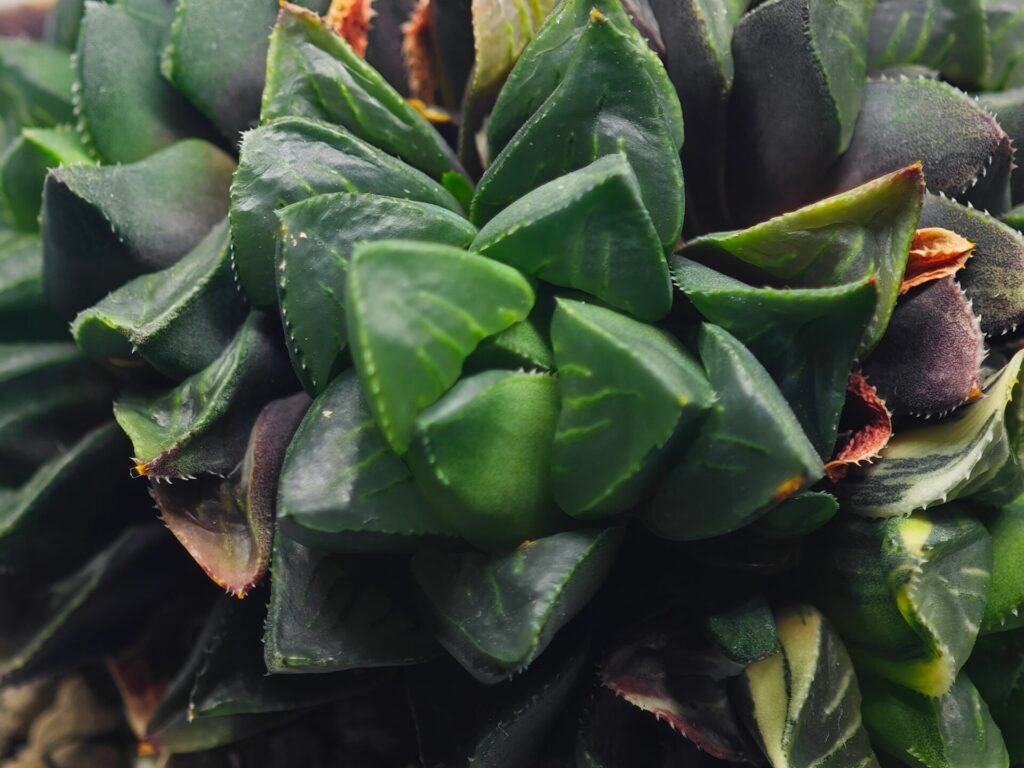Home 10 Haworthia retusa cv “MULINO” 7N8A non-variegated offset 2 - 2