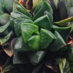 Haworthia retusa cv “MULINO” 7N8A non-variegated offset 2 - 2