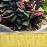 Haworthia retusa cv “MULINO” 7N8A non-variegated offset 3 - 1