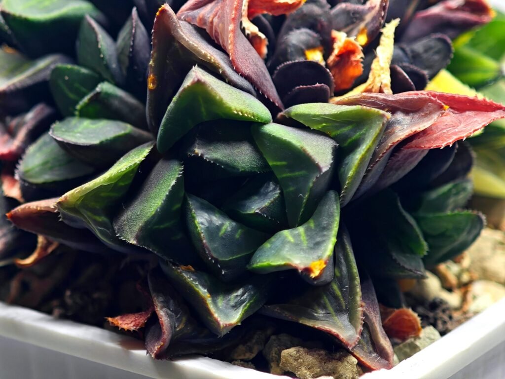 Home 9 Haworthia retusa cv “MULINO” 7N8A non-variegated offset 3 - 2
