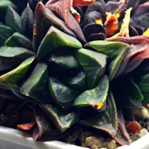 Haworthia retusa cv “MULINO” 7N8A non-variegated offset 3 - 2