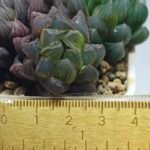 Haworthia Obtusa ‘Yamada Black’ Slightly Variegated [霓虹灯锦玉露] - 1