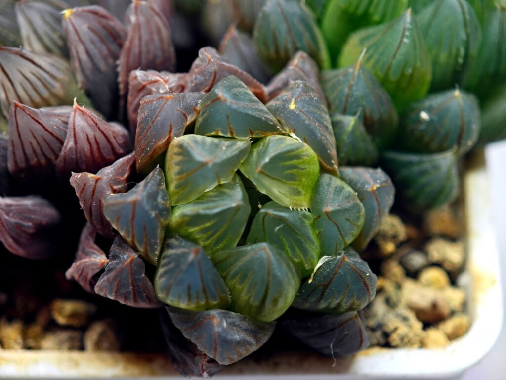 Haworthia Obtusa ‘Yamada Black’ Slightly Variegated [霓虹灯锦玉露] - 2