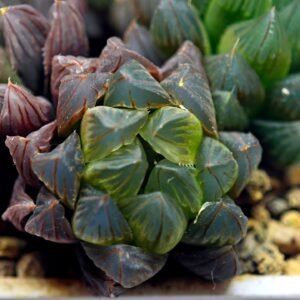 Haworthia Obtusa ‘Yamada Black’ Slightly Variegated [霓虹灯锦玉露] - 2