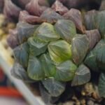 Haworthia Obtusa ‘Yamada Black’ Slightly Variegated [霓虹灯锦玉露] - 3
