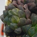 Haworthia Obtusa ‘Yamada Black’ Slightly Variegated [霓虹灯锦玉露] - 4