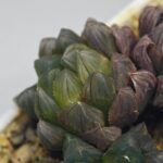 Haworthia Obtusa ‘Yamada Black’ Slightly Variegated [霓虹灯锦玉露] - 5